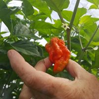 bhut jolokia on the plant