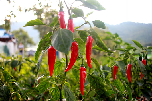 cayenne peppers on a plant