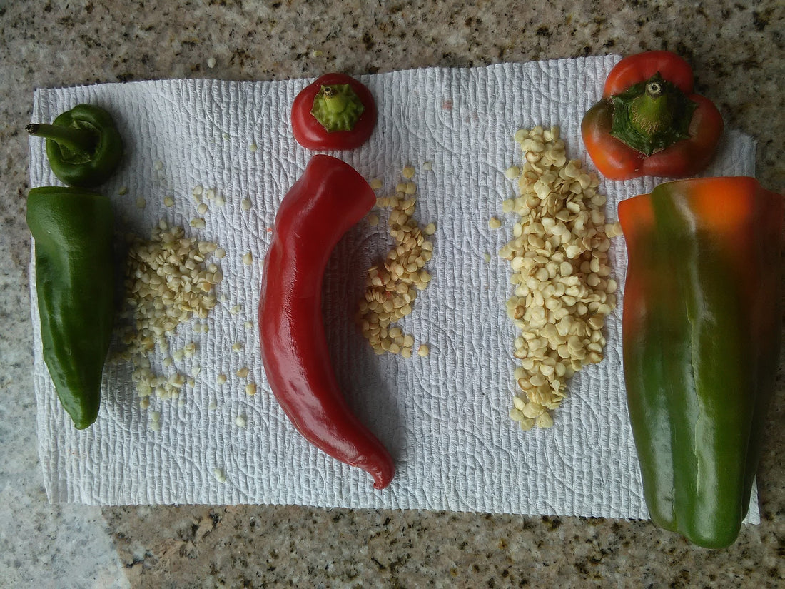 Piments chèvre, Piments oiseau et semences ; on doit être janvier !